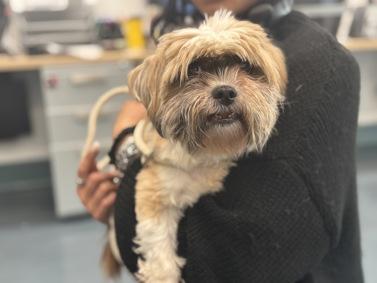 Enlarge Lillistar Adoption Pending, a Adoption Pending mixed breed in Warren, NJ image 2/2