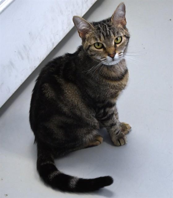 MEOW-GARITA, Adoptable, Adult Female Domestic Short Hair.