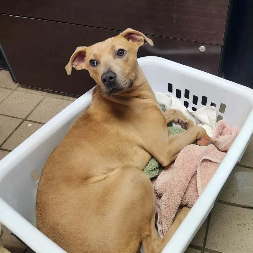 Pebbles, Adoptable, Adult Female Mixed Breed.