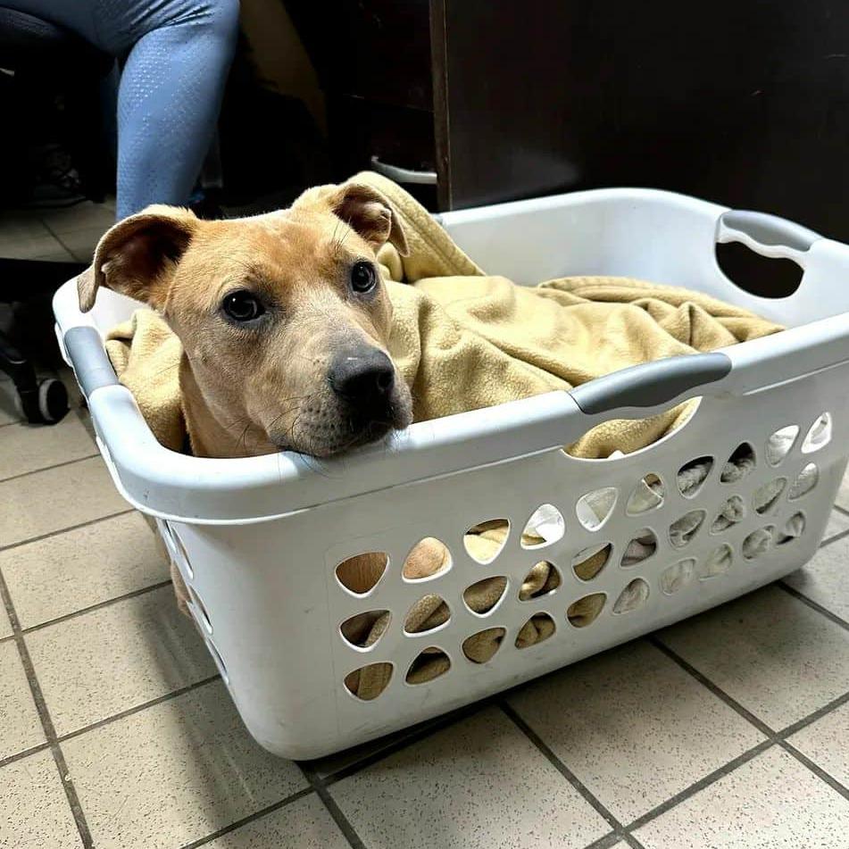 Pebbles, a Adoptable Mixed Breed in McKean, PA image 2/3