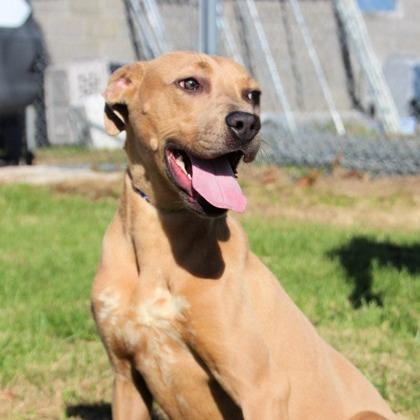 Pebbles, a Adoptable Mixed Breed in McKean, PA image 3/3