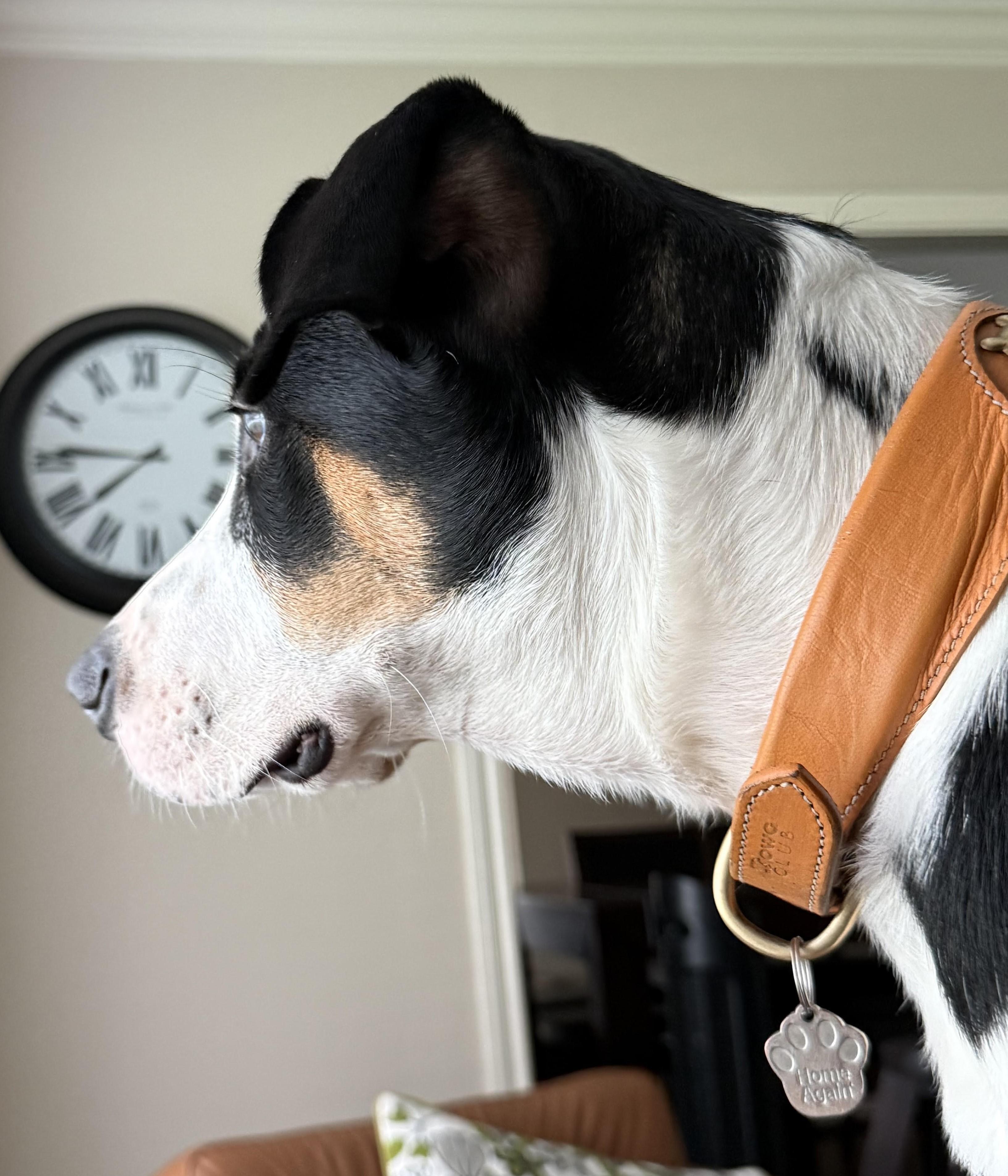 Enlarge MR. ROGER - Loving, Happy Pup, an adopted mixed breed in Billings, MT image 4/6