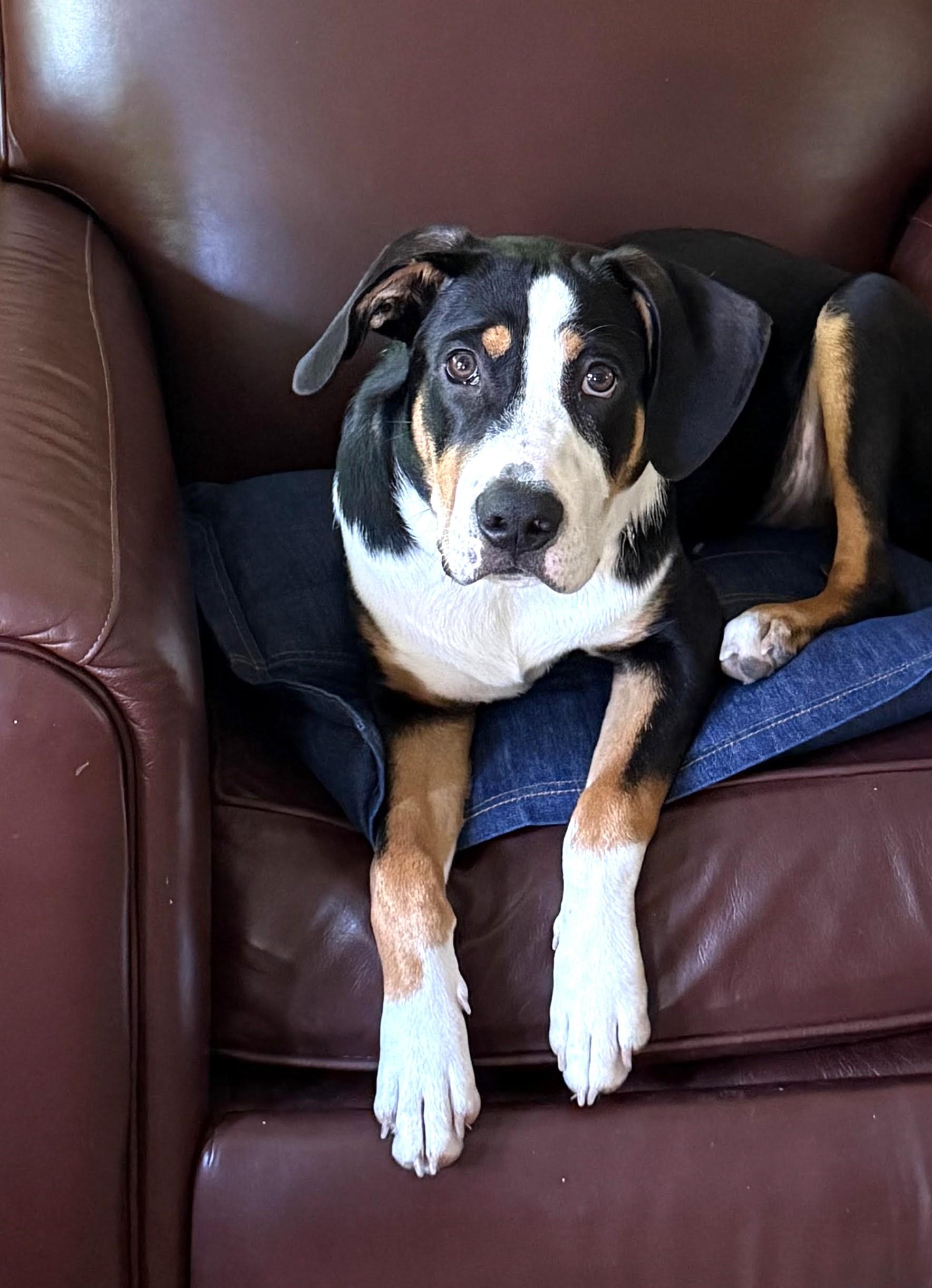 Enlarge MR. ROGER - Loving, Happy Pup, an adopted mixed breed in Billings, MT image 3/6