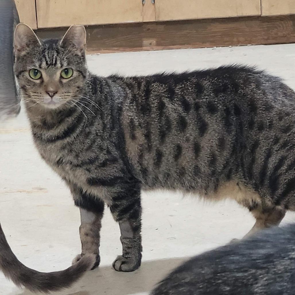 Pimento, Adoptable, Adult Female Domestic Short Hair.