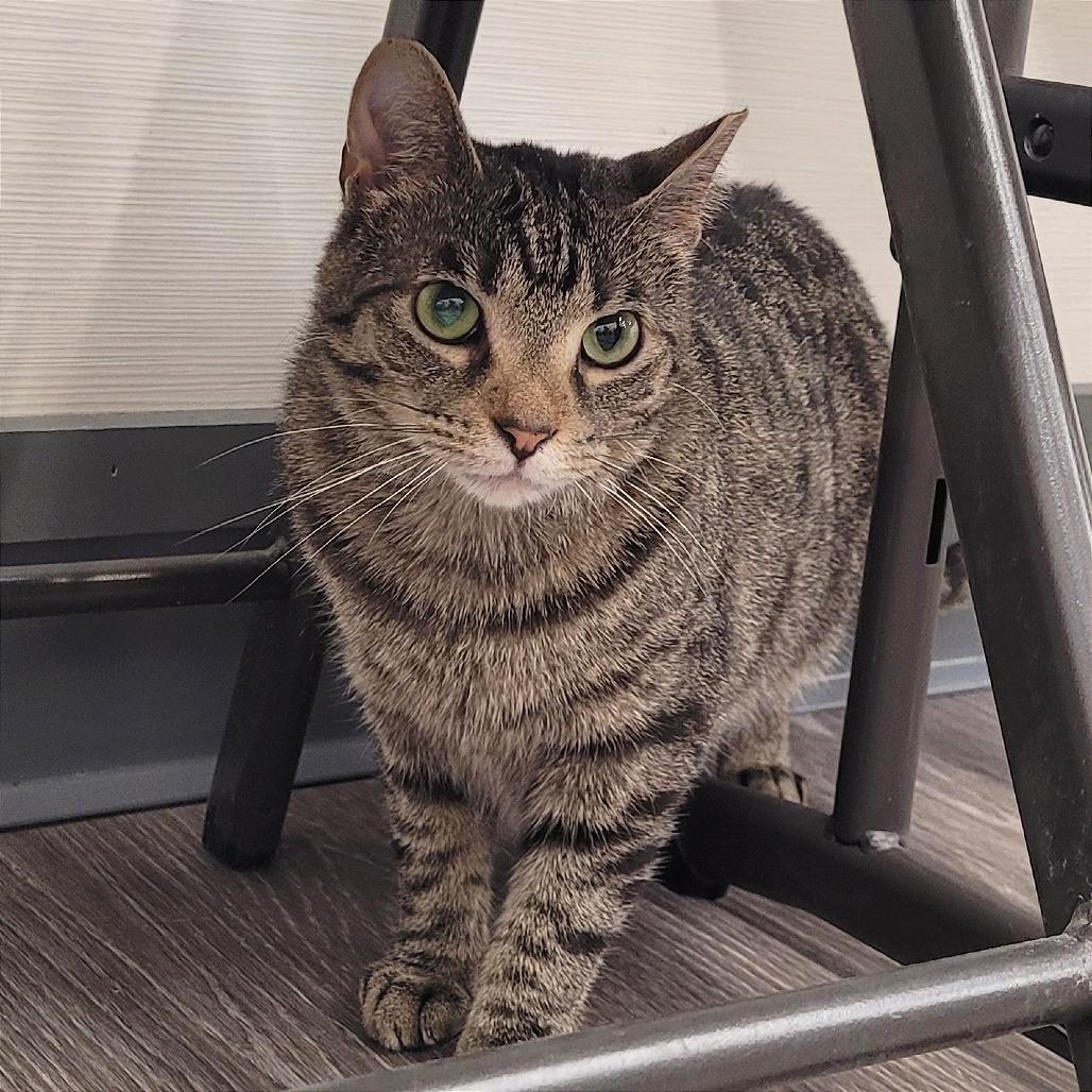 Enlarge Pimento, a Adoptable Domestic Short Hair in Traverse City, MI image 2/5