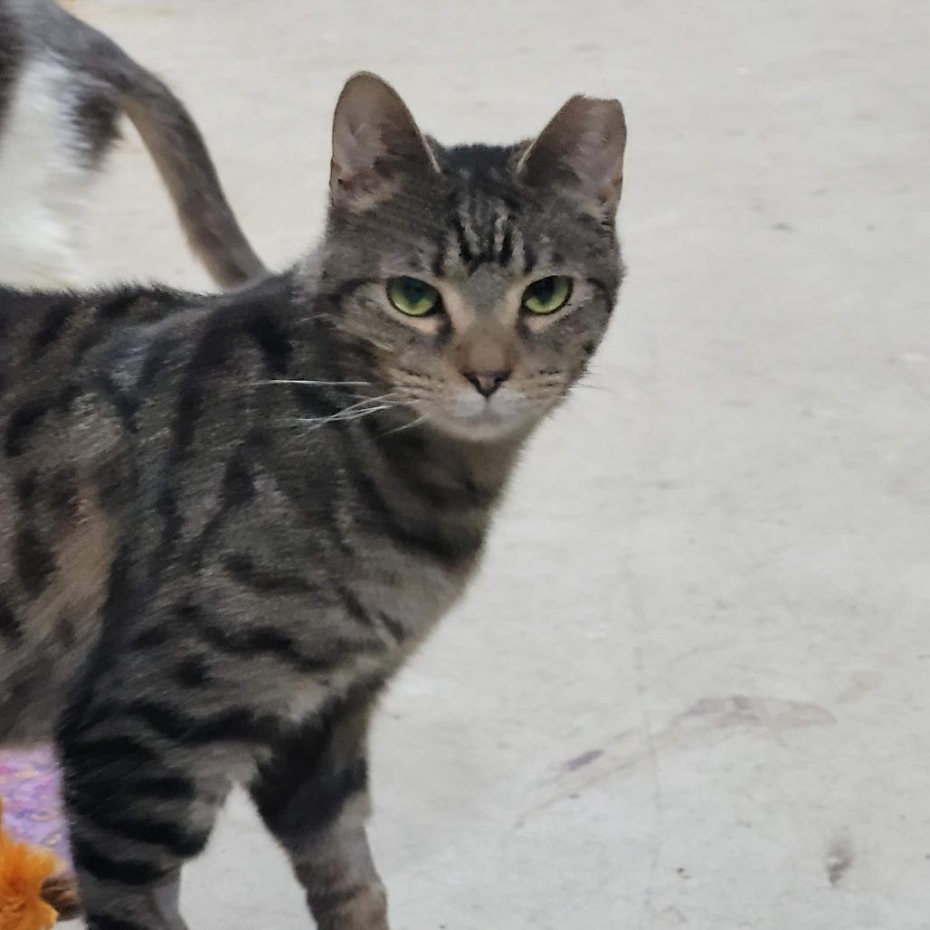 Pimento, a Adoptable Domestic Short Hair in Traverse City, MI image 2/3