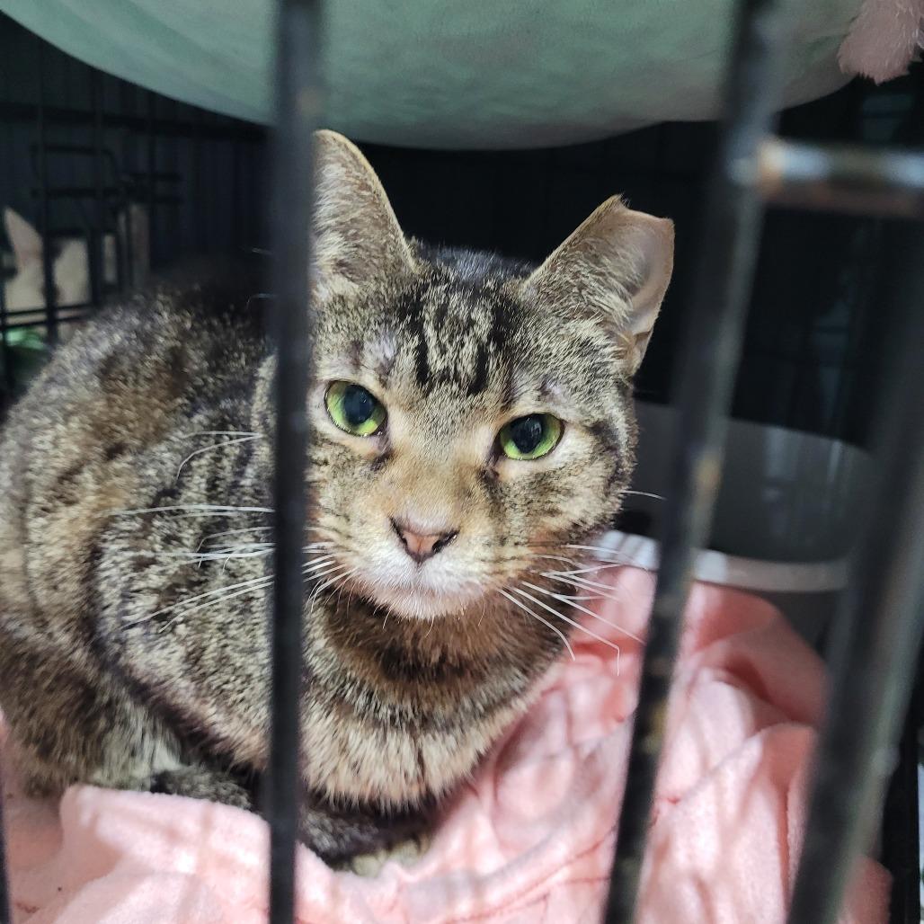 Pimento, a Adoptable Domestic Short Hair in Traverse City, MI image 3/3
