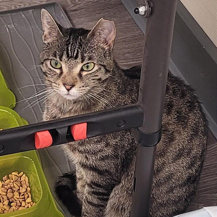 Enlarge Pimento, a Adoptable Domestic Short Hair in Traverse City, MI image 5/5