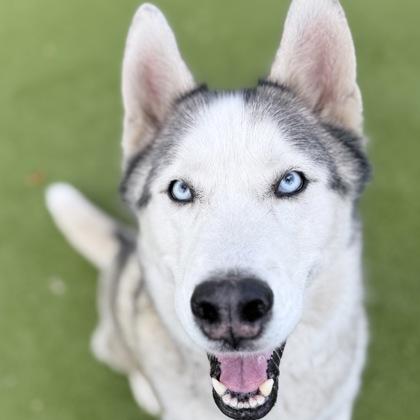 Enlarge Moonshine, a Adoptable mixed breed in Largo, FL image 1/3