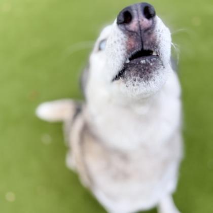 Enlarge Moonshine, a Adoptable mixed breed in Largo, FL image 2/3