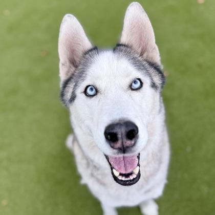 Enlarge Moonshine, a Adoptable mixed breed in Largo, FL image 3/3