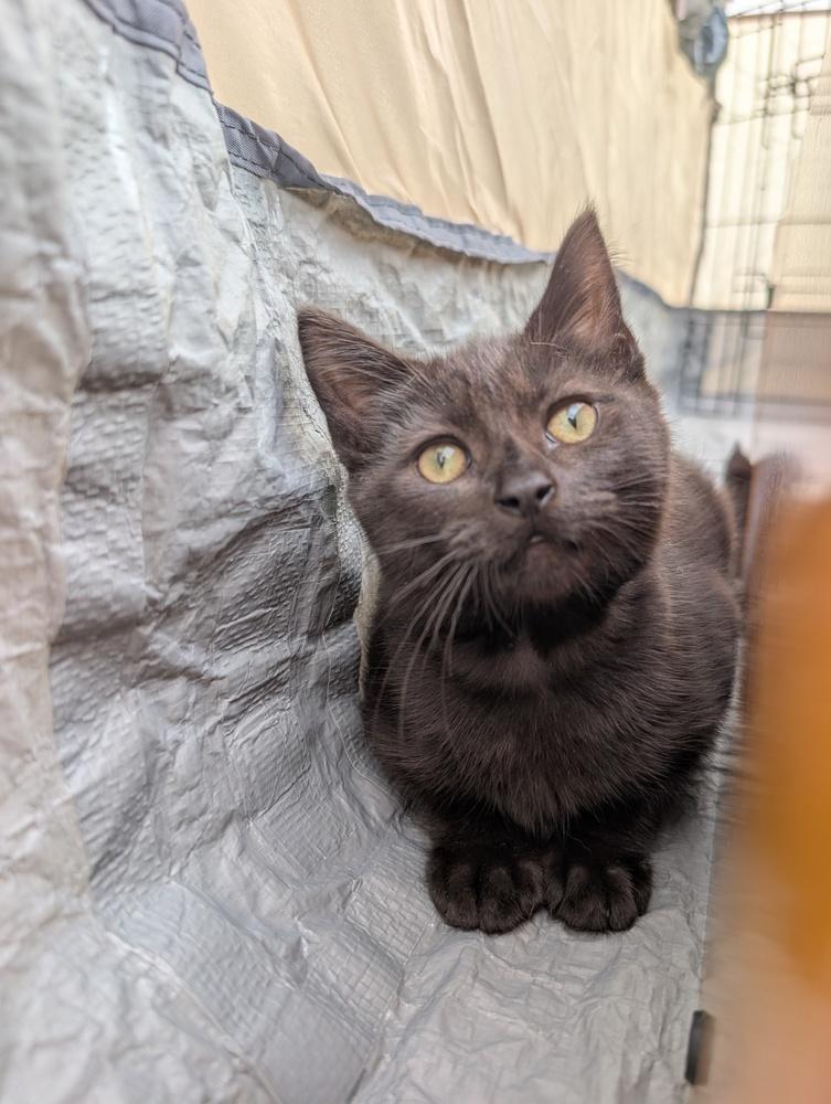 Haze, Adoptable, Kitten Female Bombay & Domestic Medium Hair.