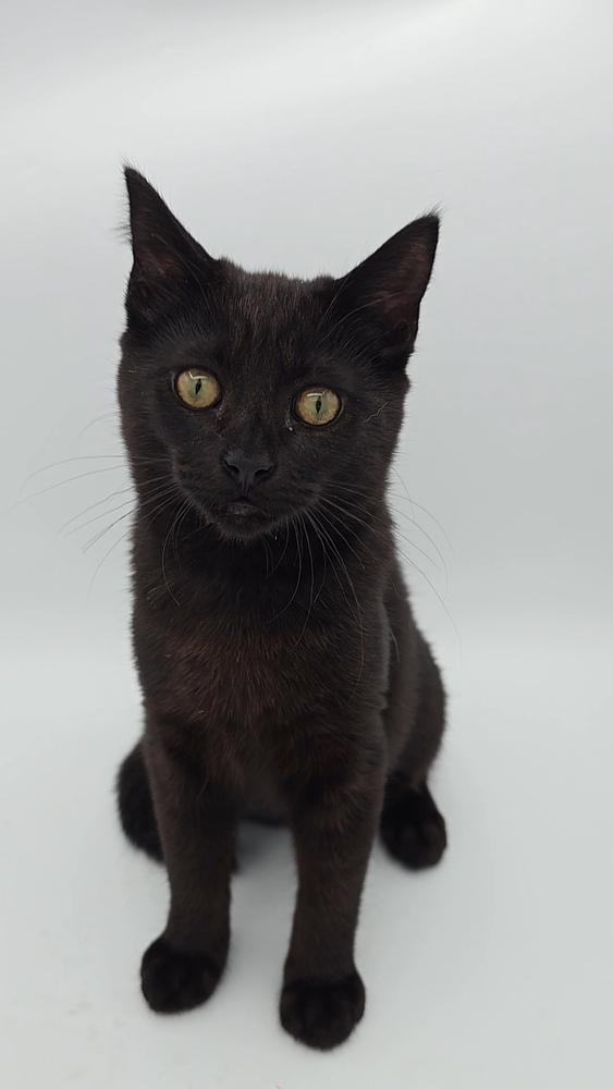 Enlarge Haze, a Adoptable mixed breed in Pacifica, CA image 2/3