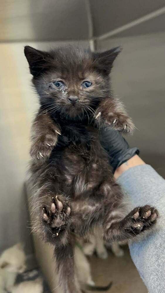 Haze, Adoptable, Kitten Female Bombay & Domestic Medium Hair.
