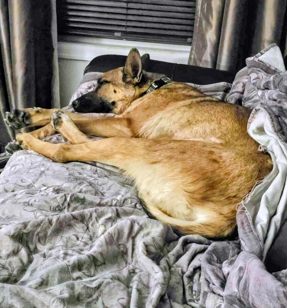 Maple, Adoptable, Adult Female Shepherd & Belgian Shepherd / Malinois.