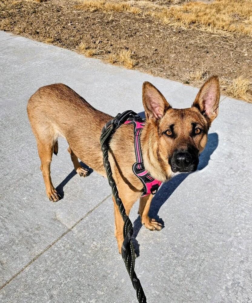 Maple, a Adoptable mixed breed in Thornton, CO image 4/6