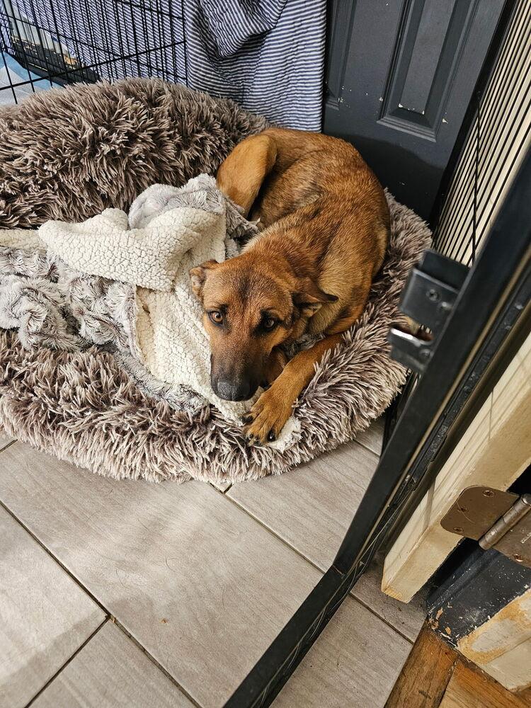 Maple, Adoptable, Adult Female Shepherd.