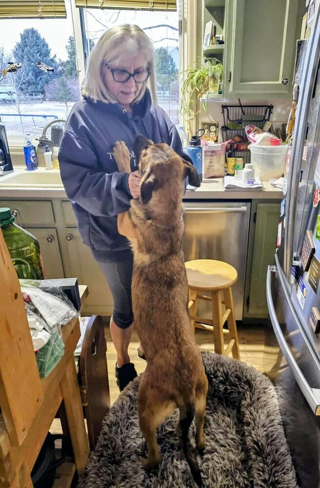 Enlarge Maple, a Adoptable mixed breed in Evergreen, CO image 2/6