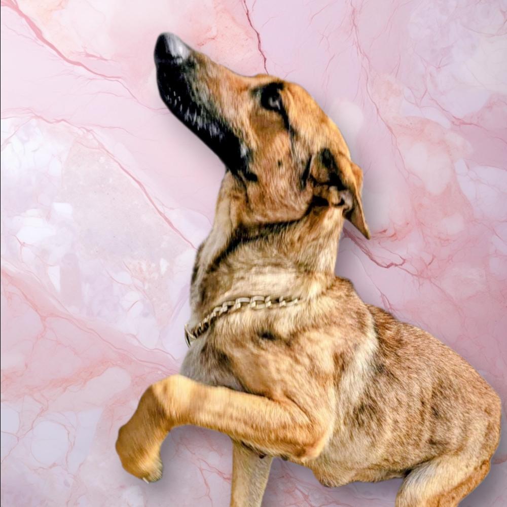 Maple, Adoptable, Adult Female Shepherd.