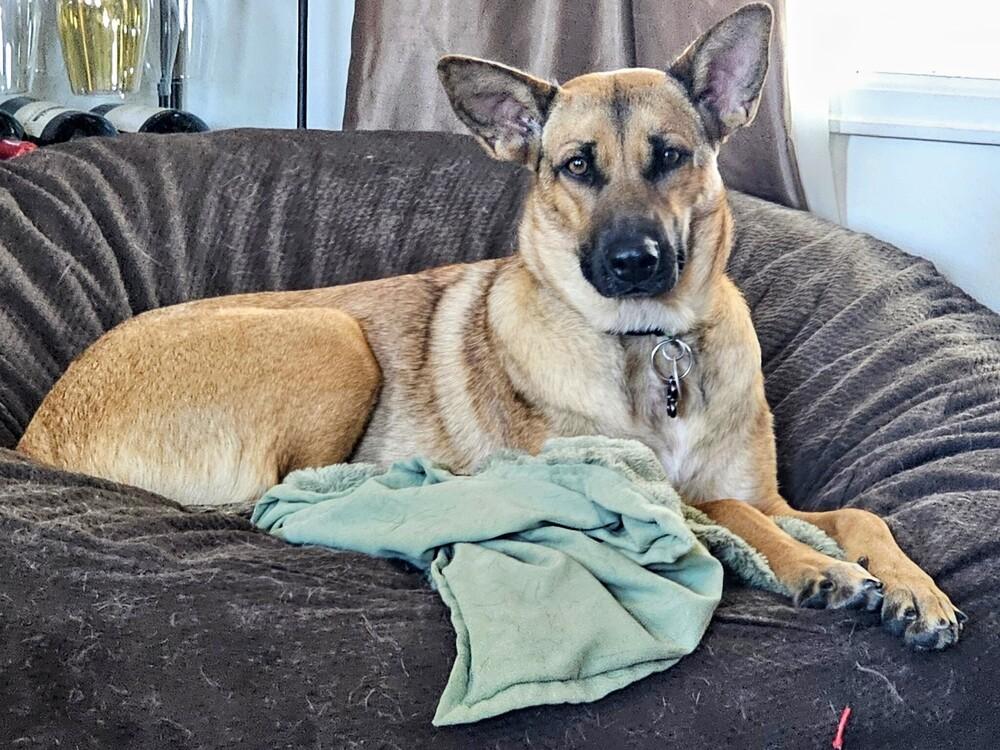 Maple, a Adoptable mixed breed in Thornton, CO image 1/6