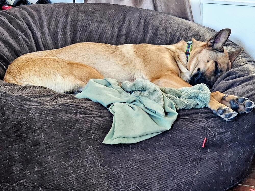 Enlarge Maple, a Adoptable mixed breed in Thornton, CO image 3/6