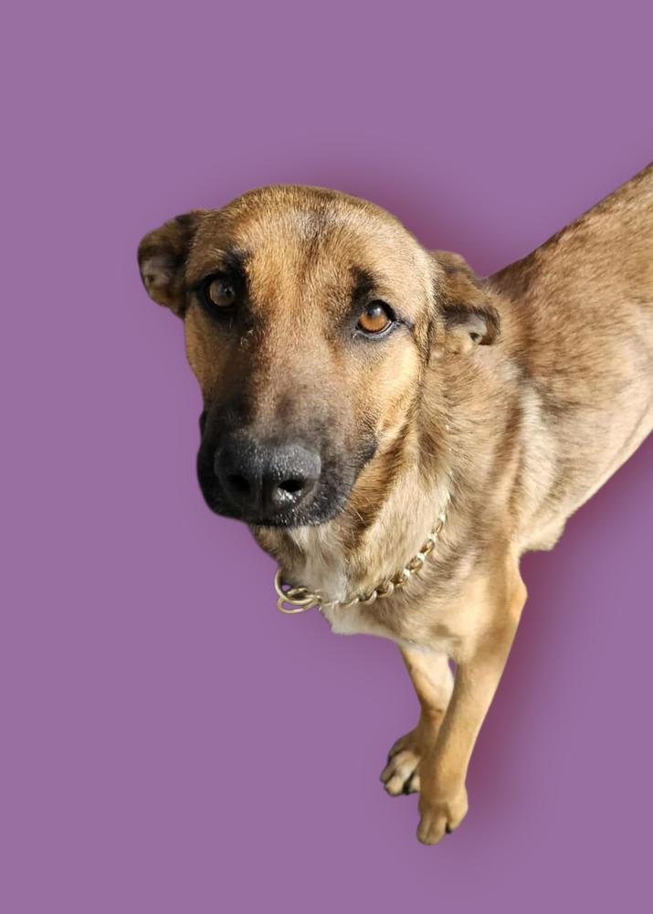 Enlarge Maple, a Adoptable mixed breed in Evergreen, CO image 3/6