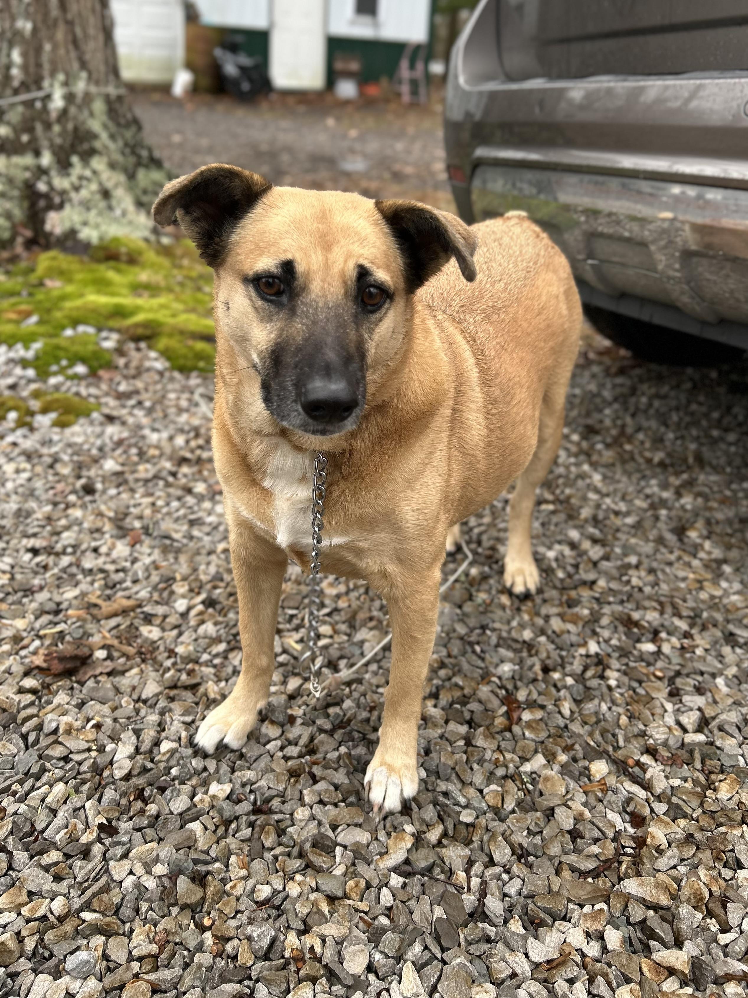 Enlarge Cassie, a ADOPTABLE Mixed Breed in Manchester, TN image 1/4
