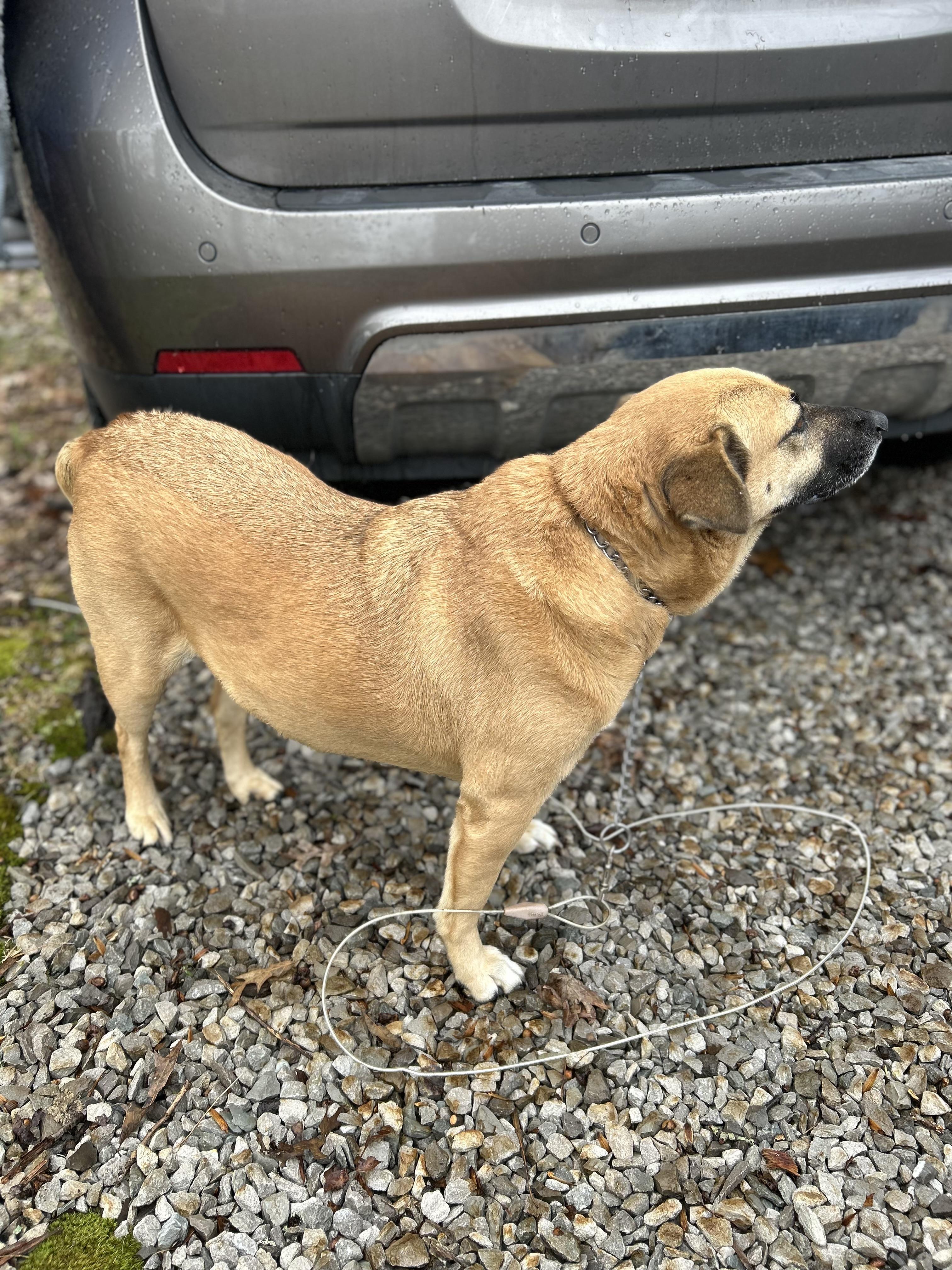 Enlarge Cassie, a ADOPTABLE Mixed Breed in Manchester, TN image 2/4