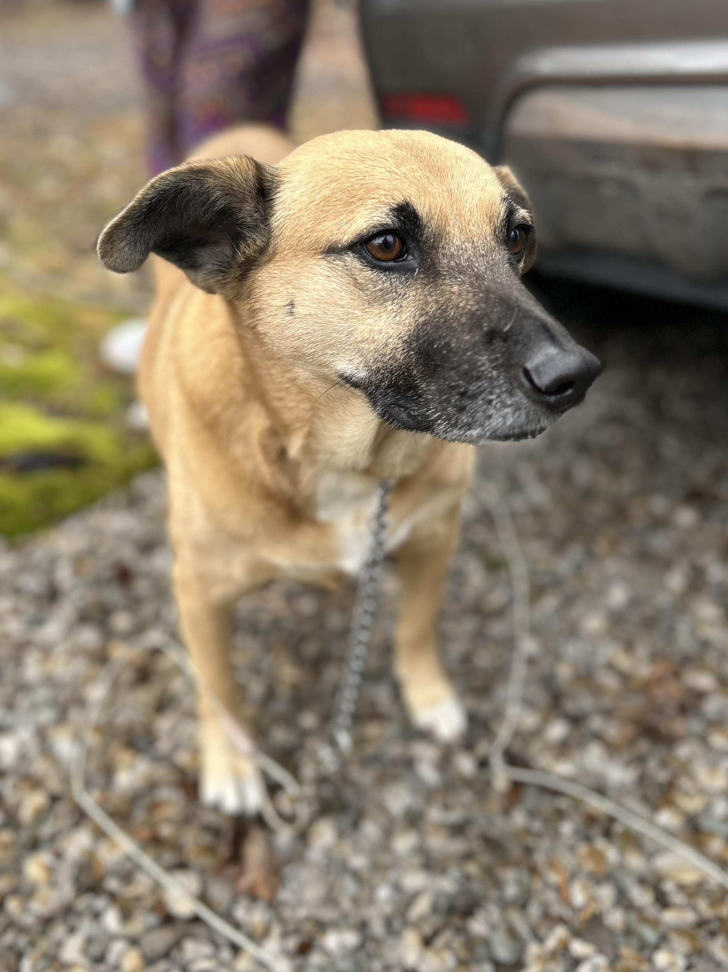 Enlarge Cassie, a ADOPTABLE Mixed Breed in Manchester, TN image 3/4