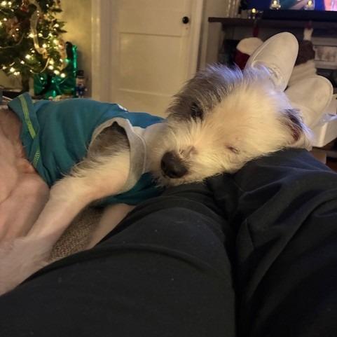 Griffin, Adoptable, Adult Male Mixed Breed.