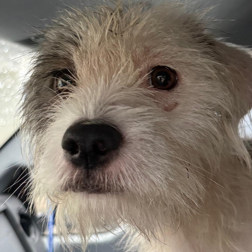 Enlarge Griffin, a Adoptable Mixed Breed in Pensacola, FL image 1/1