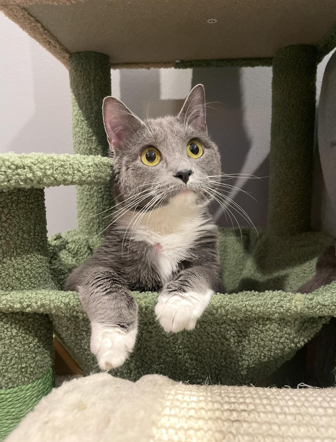Enlarge Piper (incontinent, missing legs), a Adoptable Domestic Short Hair in Stoughton, WI image 1/6