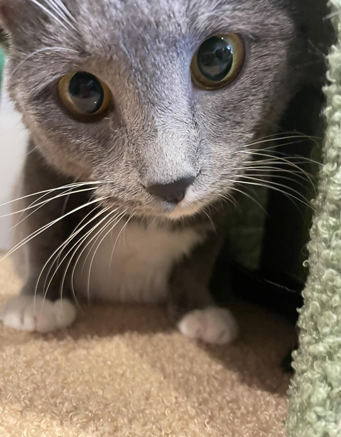 Enlarge Piper (incontinent, missing legs), a Adoptable Domestic Short Hair in Stoughton, WI image 2/6