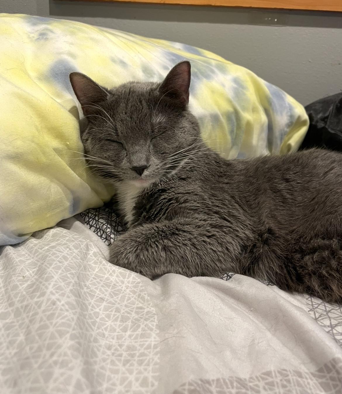 Enlarge Piper (incontinent, missing legs), a Adoptable Domestic Short Hair in Stoughton, WI image 3/6