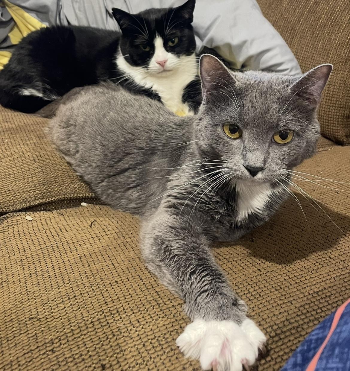 Enlarge Piper (incontinent, missing legs), a Adoptable Domestic Short Hair in Stoughton, WI image 4/6