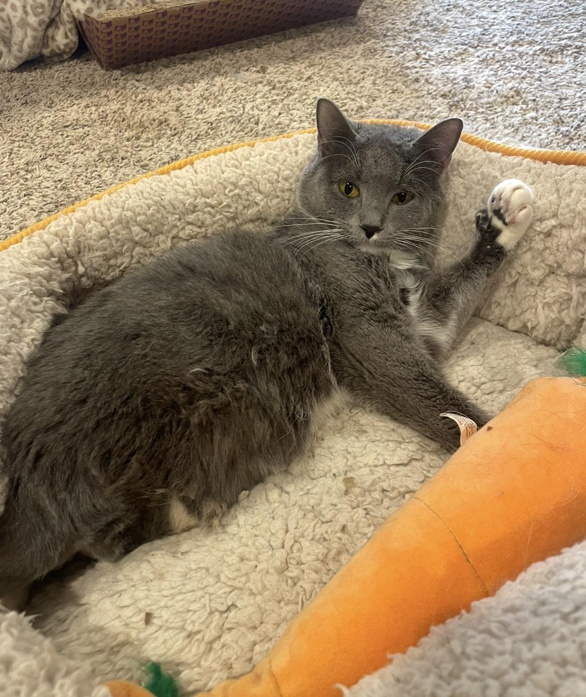 Enlarge Piper (incontinent, missing legs), a Adoptable Domestic Short Hair in Stoughton, WI image 5/6