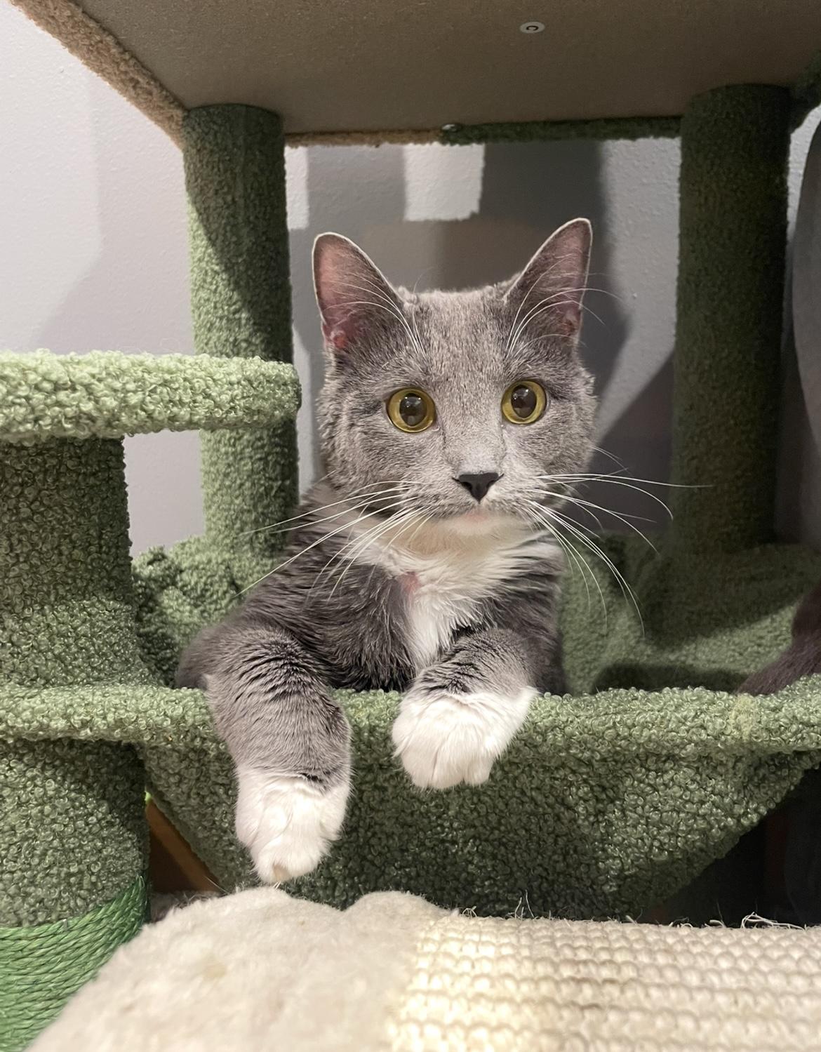 Enlarge Piper (incontinent, missing legs), a Adoptable Domestic Short Hair in Stoughton, WI image 6/6