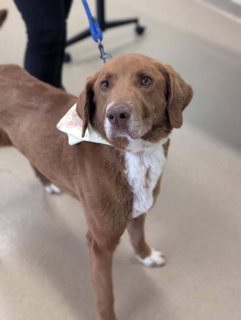 Jackson, Adoptable, Adult Male Labrador Retriever.