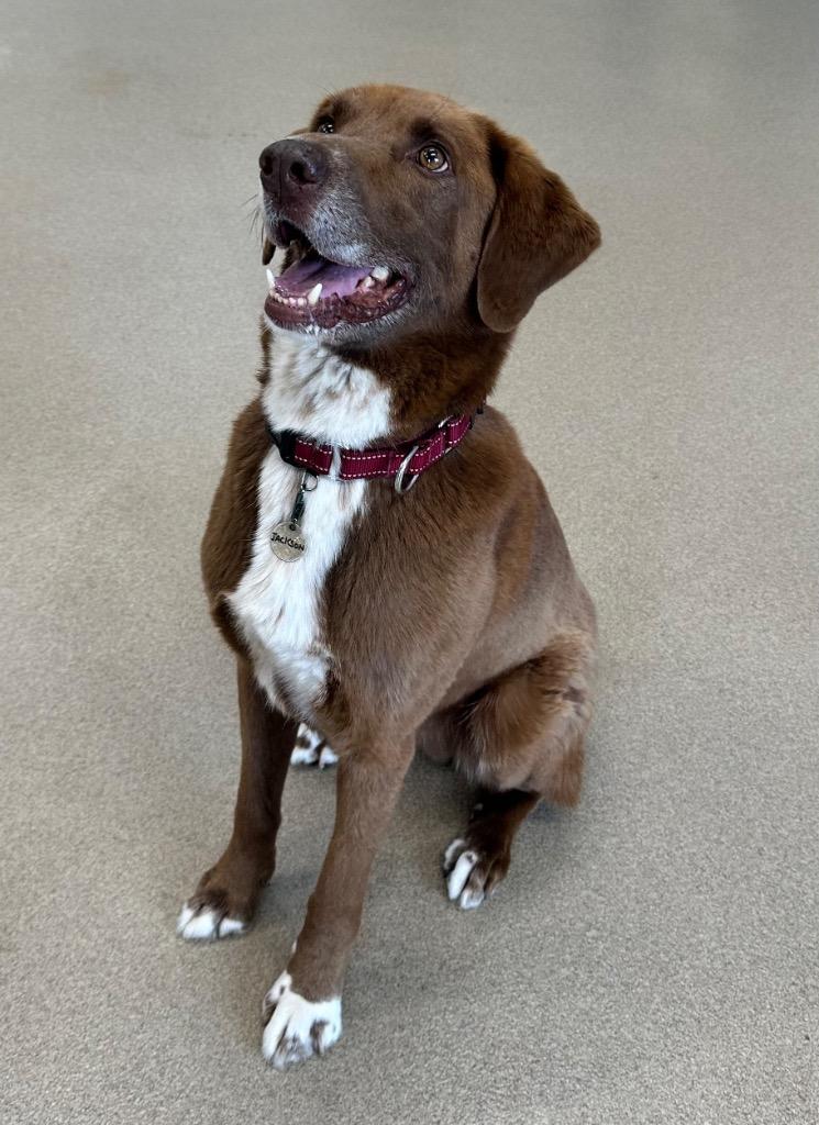 Enlarge Jackson, a Adoptable mixed breed in North Syracuse, NY image 2/6