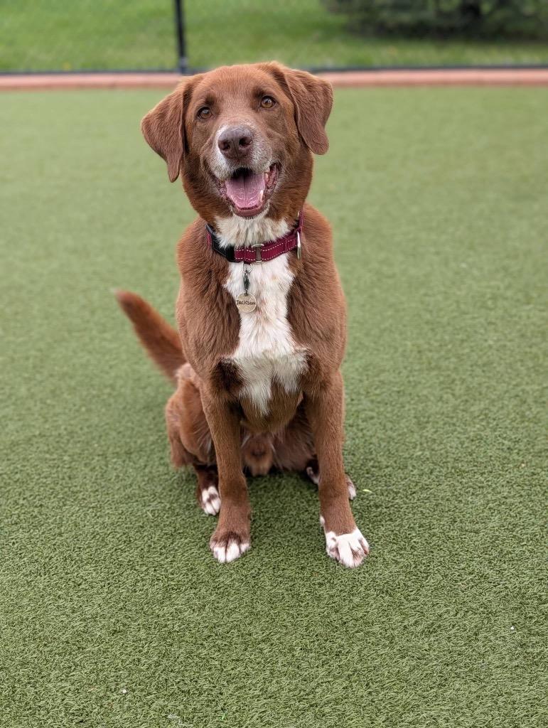 Enlarge Jackson, a Adoptable mixed breed in North Syracuse, NY image 2/6
