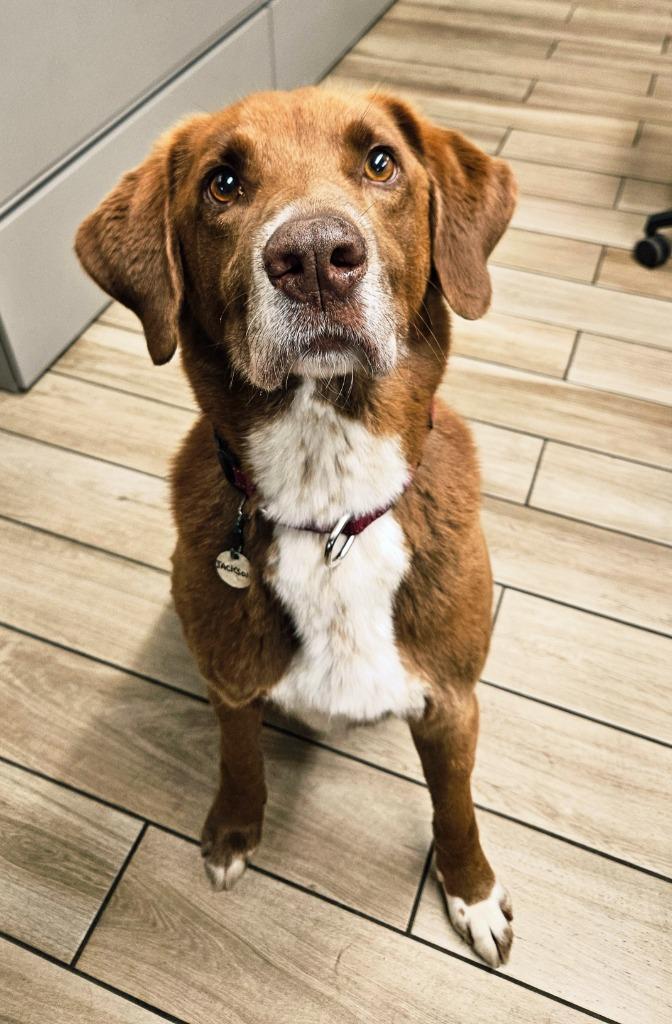 Enlarge Jackson, a Adoptable mixed breed in North Syracuse, NY image 2/6