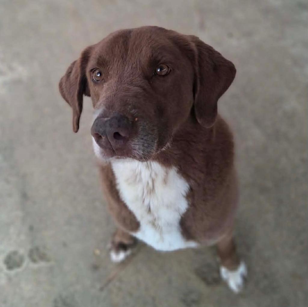 Enlarge Jackson, a Adoptable mixed breed in North Syracuse, NY image 3/6