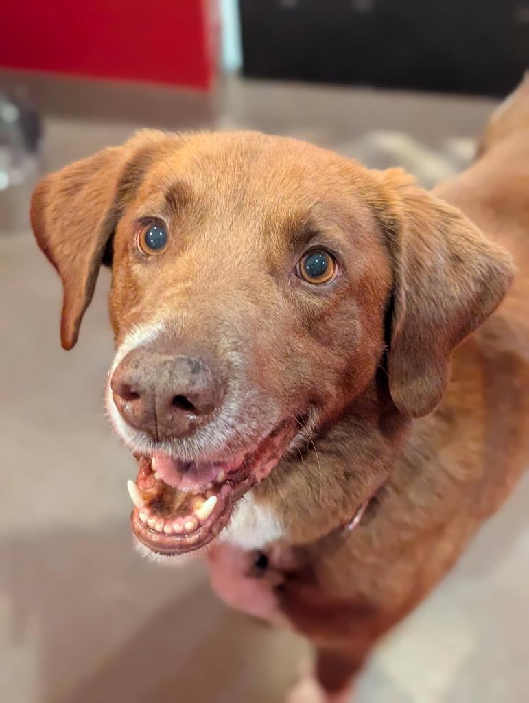 Enlarge Jackson, a Adoptable mixed breed in North Syracuse, NY image 4/6