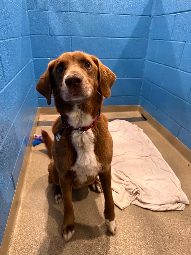 Enlarge Jackson, a Adoptable mixed breed in North Syracuse, NY image 5/6