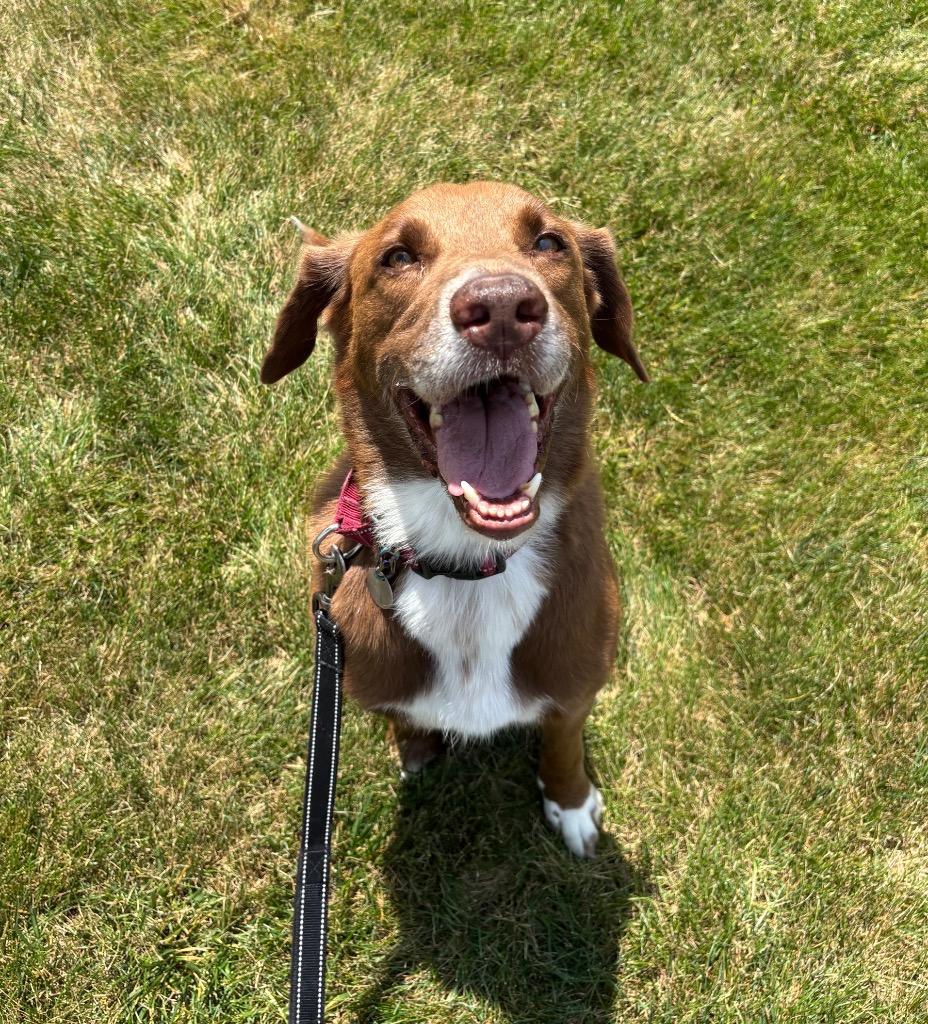 Jackson, a Adoptable mixed breed in North Syracuse, NY image 5/6