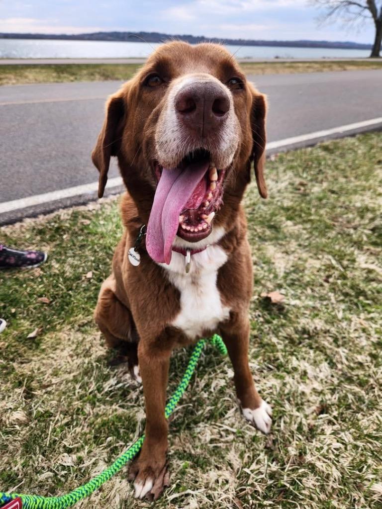 Enlarge Jackson, a Adoptable mixed breed in North Syracuse, NY image 6/6