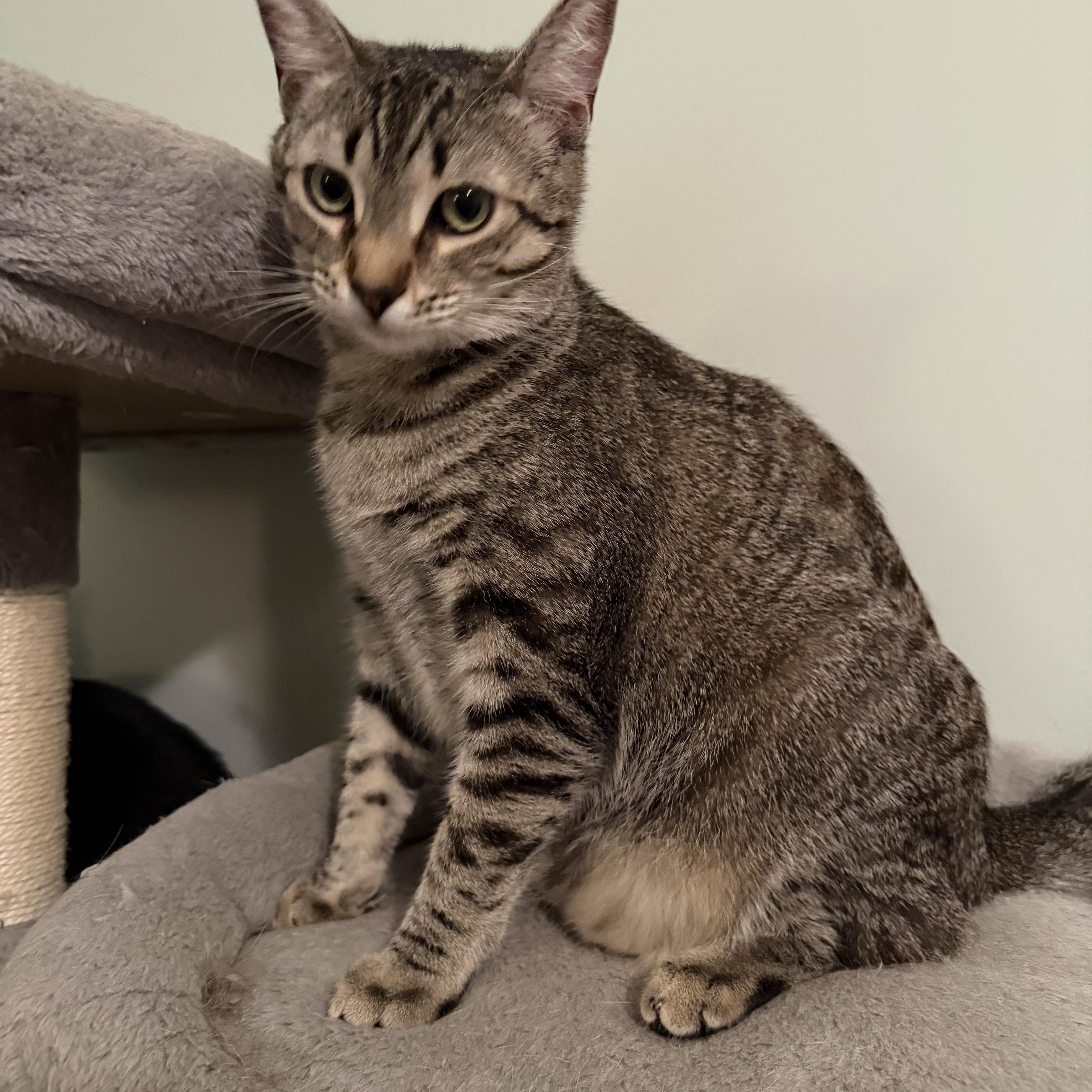 Enlarge Persephone - Greensboro, GA, a ADOPTABLE Domestic Short Hair in Greensboro, GA image 3/3