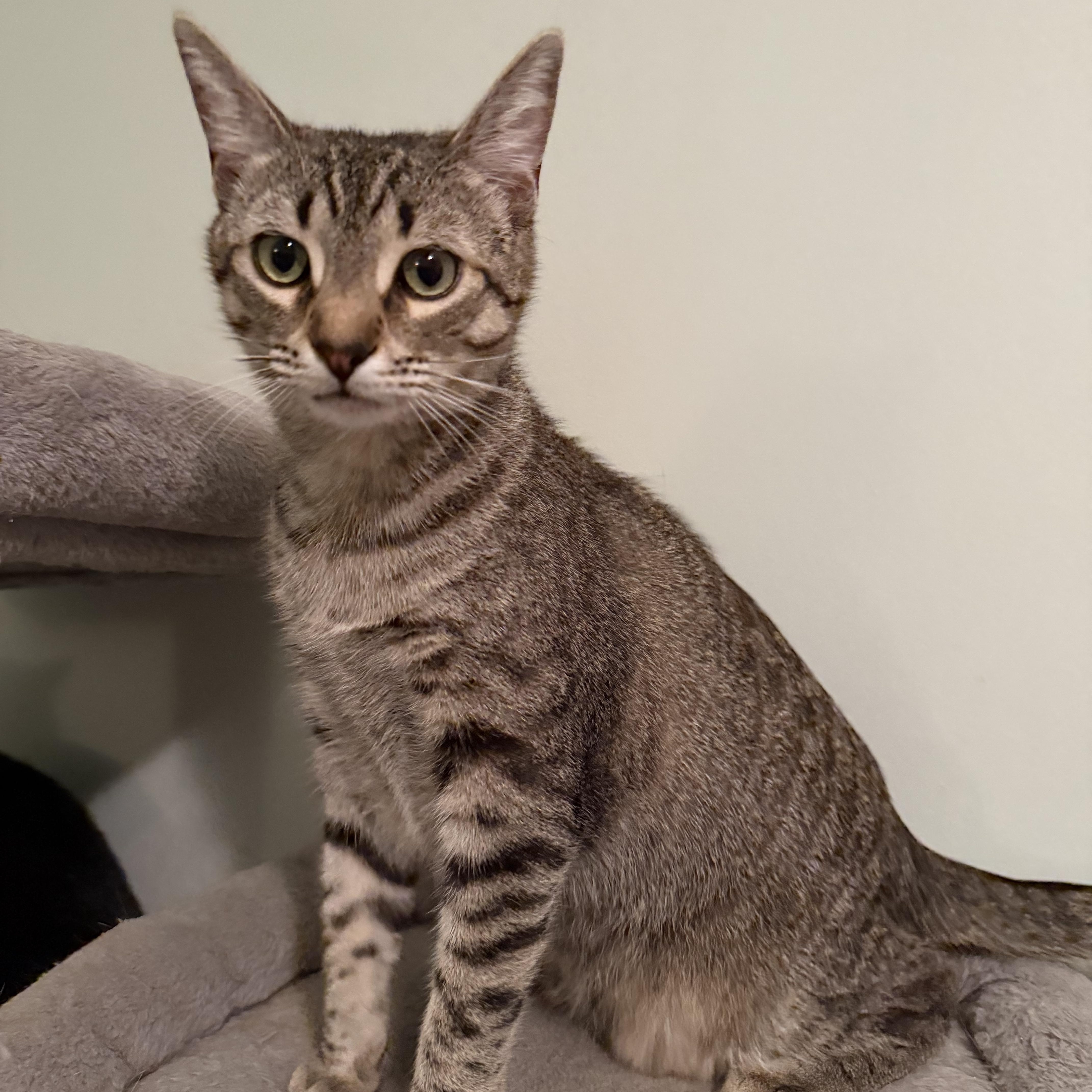 Enlarge Persephone - Greensboro, GA, a ADOPTABLE Domestic Short Hair in Greensboro, GA image 2/3