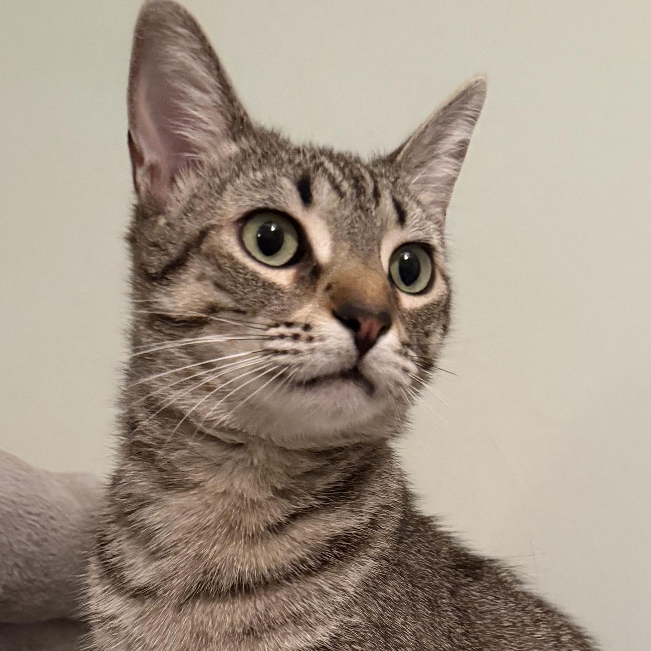 Enlarge Persephone - Greensboro, GA, a ADOPTABLE Domestic Short Hair in Greensboro, GA image 1/3