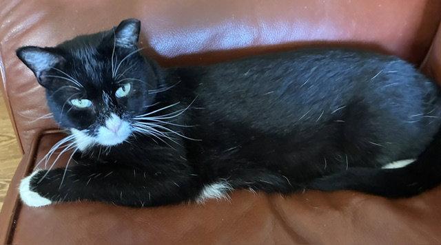 Enlarge Tux, a Adopted Domestic Short Hair in Aurora, CO image 1/2